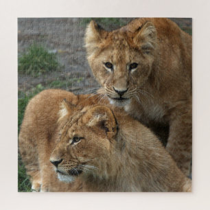 Puzzle Lion 011 par JAMFoto
