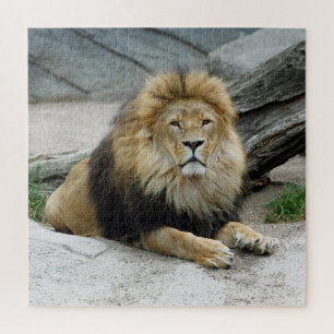 Puzzle Lion 012 par JAMFoto
