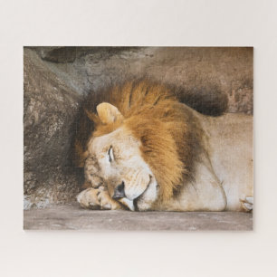 Puzzle Lion adulte dormant sur les rochers