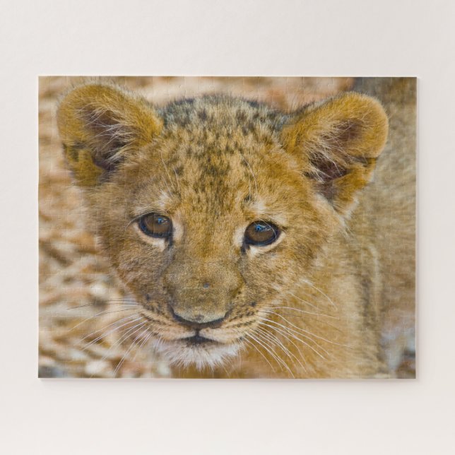 Puzzle Lion Cub Big Cats. (Horizontal)