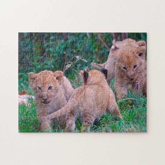 Puzzle Lion Cubs Big Cats. (Horizontal)