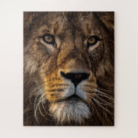 Lion, Homme Adulte
