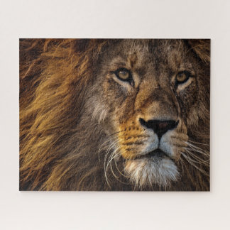 Puzzle Lion, Homme Adulte