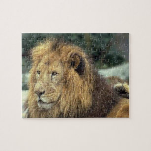 Puzzle Lion Majestic