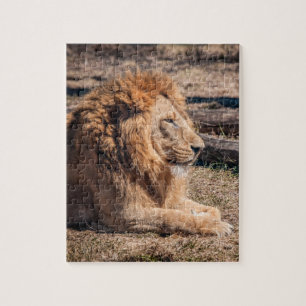 Puzzle Lion majestueux