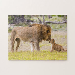 Puzzle Lion mâle alpha inspecte un ourson