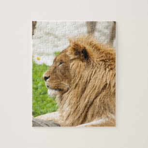 Puzzle Lion mâle reposant dans l'herbe