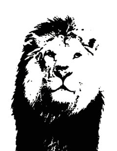 Cadeaux Animal Sauvage Lion Noir Blanc Zazzle Fr Vous retrouverez de nombreuses photos de lion dans notre galerie toutes plus spectaculaires les unes que les autres. cadeaux animal sauvage lion noir blanc