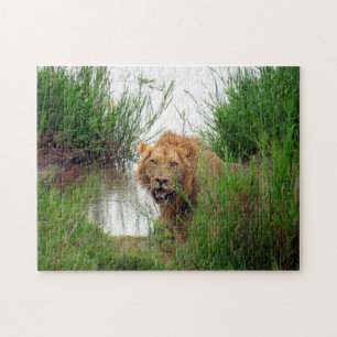 Puzzle lion regarde