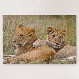 Puzzle Lionceaux se prélassant