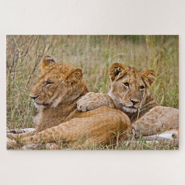 Puzzle Lionceaux se prélassant (Horizontal)