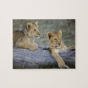 Puzzle Lionceaux sur une bûche