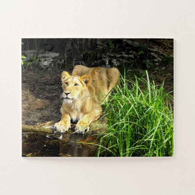 Puzzle Lioness (Horizontal)