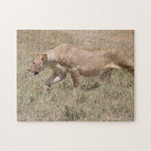 Puzzle lionne en chasse