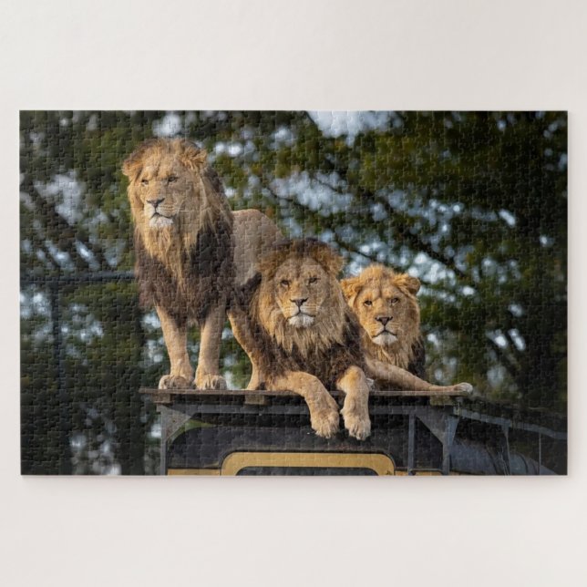 Puzzle Lions se détendant sur le toit d'une voiture de sa (Horizontal)