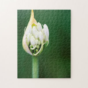 Puzzle Lis d'Afrique, Agapanthus Praecox, Cape Town