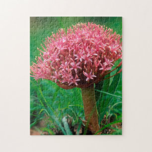 Puzzle Lis d'Afrique (Agapanthus Praecox), Mala Mala