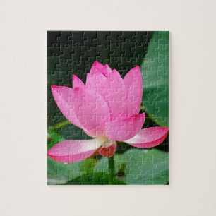 Puzzle Lit d'eau rose dans un étang