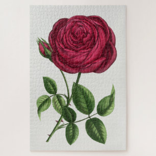Puzzle Lithographie de rose ancienne, François-Frédéric G