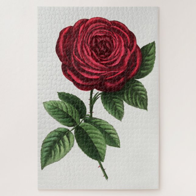 Puzzle Lithographie de rose antique, François-Frédéric Gr (Vertical)