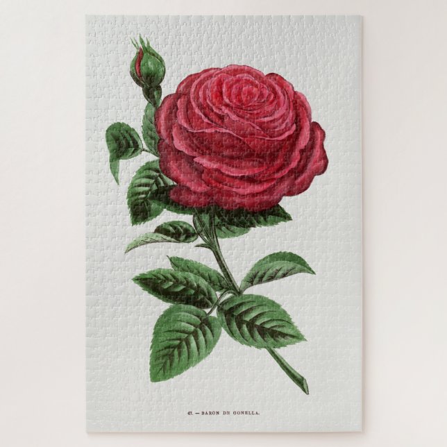 Puzzle Lithographie de rose antique, François-Frédéric Gr (Vertical)