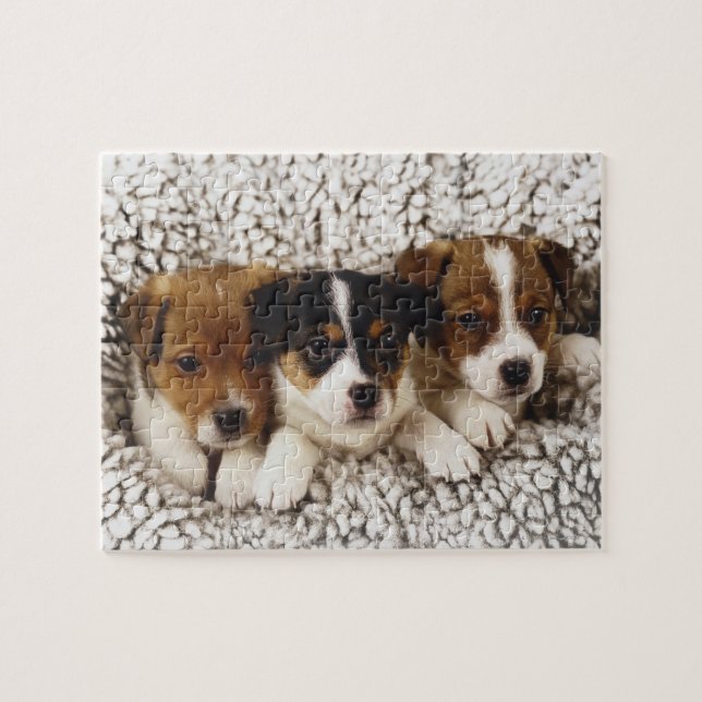 Puzzle Litter de chiots (Horizontal)