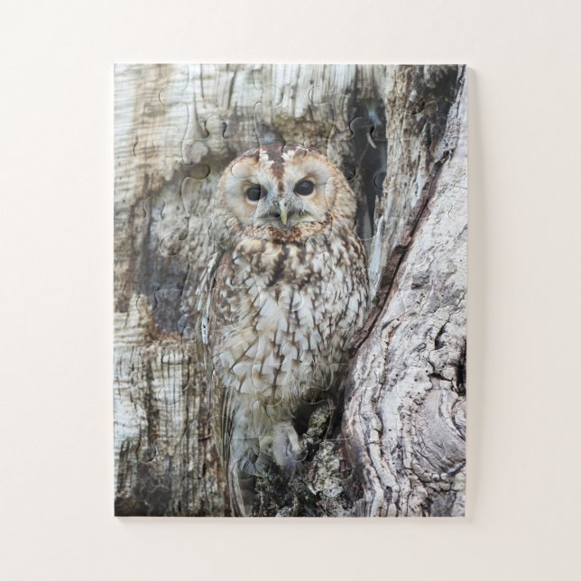 Puzzle Little Camouflage Owl in Tree (Vertical)