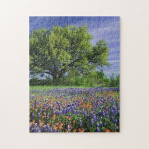 Puzzle Live Oak & Texas Paintbrush et Texas