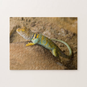 Puzzle Lizard à collier