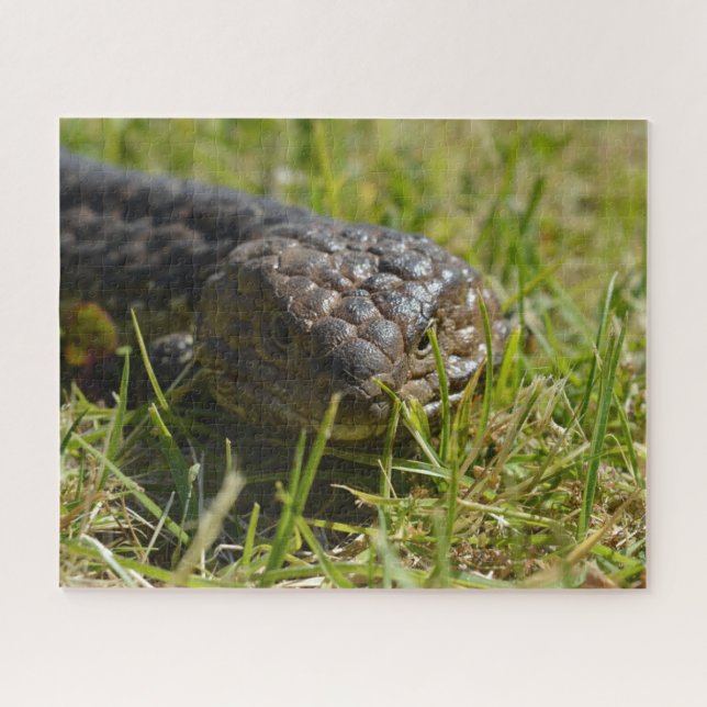Puzzle Lizard de langue bleue de l'australien Shingleback (Horizontal)
