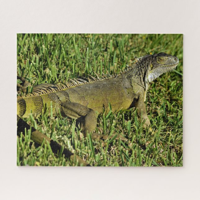 Puzzle Lizard d'Iguana vert en herbe (Horizontal)