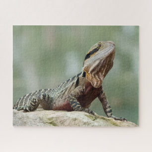 Puzzle Lizard - Eastern Water Dragon