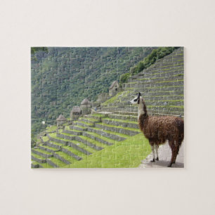 Puzzle llama
