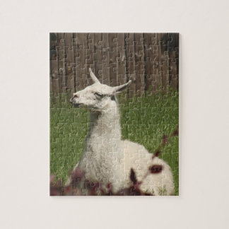 Puzzle Llama blanche