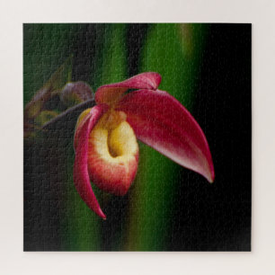 Puzzle L'Orchid de la Dame rouge