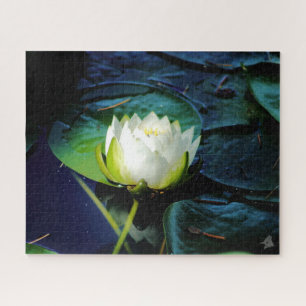 Puzzle Lotus blanc brillant