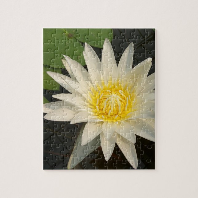Puzzle lotus, fleur, nature, fleur, floral, plante, (Vertical)