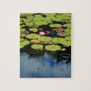 Puzzle Lotus rose en pluie