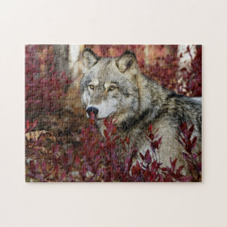 Puzzle Loup Dans Le Bassin D'Automne