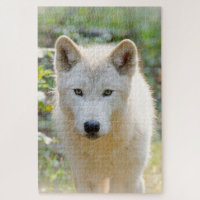 Loup Gris, Belle Photographie Canine