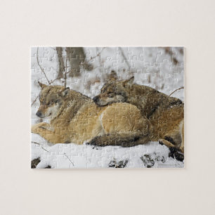 Puzzle Loups dans les bois bavarois