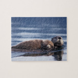Puzzle loutre de mer, Enhydra lutris lutris