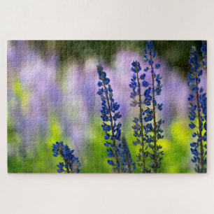 Puzzle Lupin du Pacifique Nord-Ouest