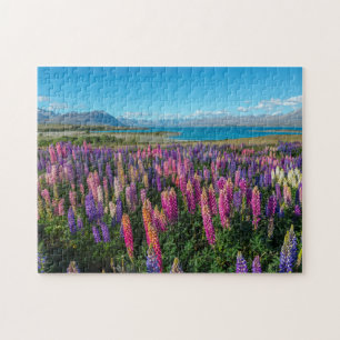 Puzzle Lupines de Russle au lac Tekapo   Nouvelle Zélande