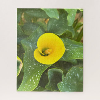 Puzzle Lys calla jaune, San Mateo
