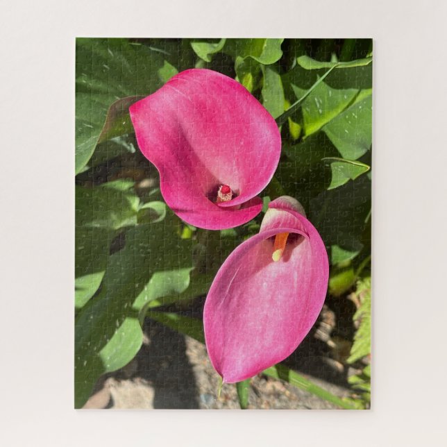 Puzzle Lys calla rose, San Mateo (Vertical)