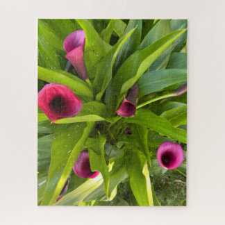 Puzzle Lys calla violet, Oakland