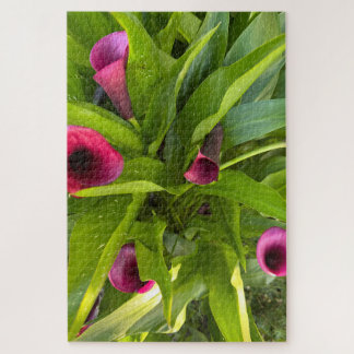 Puzzle Lys calla violet, Oakland