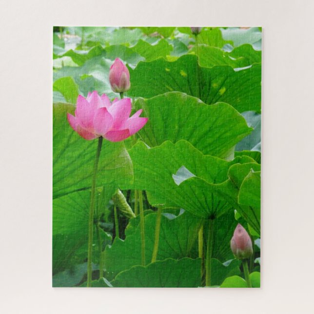 Puzzle Lys d'eau rose en floraison (Vertical)