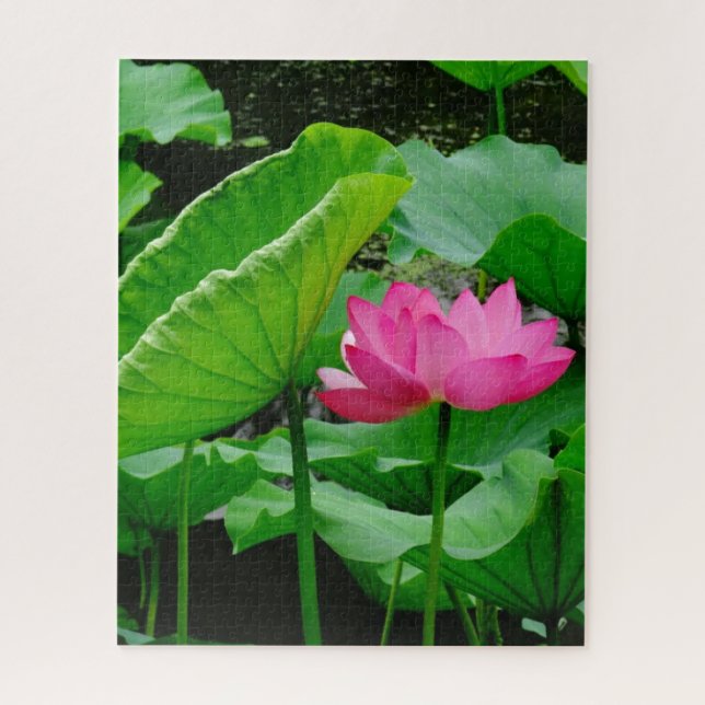 Puzzle Lys d'eau rose en floraison (Vertical)